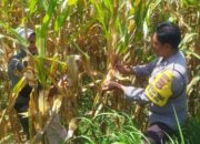 Polri di Lombok Barat Perkuat Ketahanan Pangan Desa