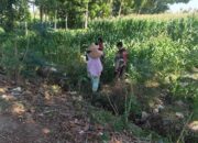 Polres Lombok Barat Turun ke Sawah Dampingi Petani Jagung