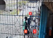 Satgas Ops Damai Cartenz Selidiki Kasus Penikaman Warga Pendatang di Dekai, Yahukimo