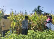 Panen Jagung P27 di Beleka Berjalan Sukses, Polisi Turun Langsung Kawal Petani