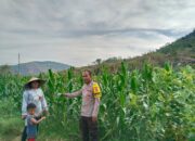 BHABINKAMTIBMAS DESA MUMBU AKTIF SAMBANG DAN BANTU WARGA DI LAHAN PERTANIAN