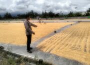 Polsek Labuapi Pastikan Jagung Petani Lombok Barat Terserap Bulog