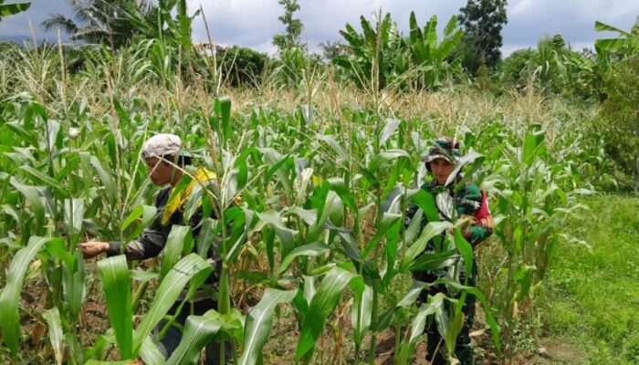 Babinsa dan Petani Karang Bayan Cek Pertumbuhan Jagung, Wujudkan Ketahanan Pangan Berkelanjutan