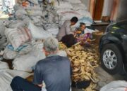 Polsek Gerung Kawal Panen Jagung Tiga Ton di Lombok Barat