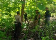 Jaga Lingkungan dan Sumber Daya Hutan, Polsek Lape Bersinergi dengan BKPH Verifikasi Potensi Jati