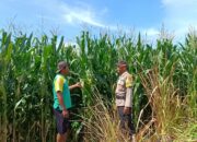 Dukung Ketahanan Pangan, Bhabinkamtibmas Buer Pantau Kondisi Tanaman Jagung Petani