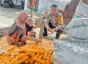 Polri Dampingi Petani Panen Jagung di Lombok Barat