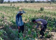 Bhabinkamtibmas Dampingi Petani Jagung, Perkuat Ketahanan Pangan