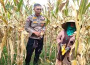 Polri Dampingi Panen Jagung di Lombok Barat, Dorong Penjualan ke Bulog