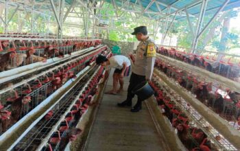 Kamtibmas Kondusif, Produksi Lancar: Peran Bhabinkamtibmas Bagi Peternak Ayam