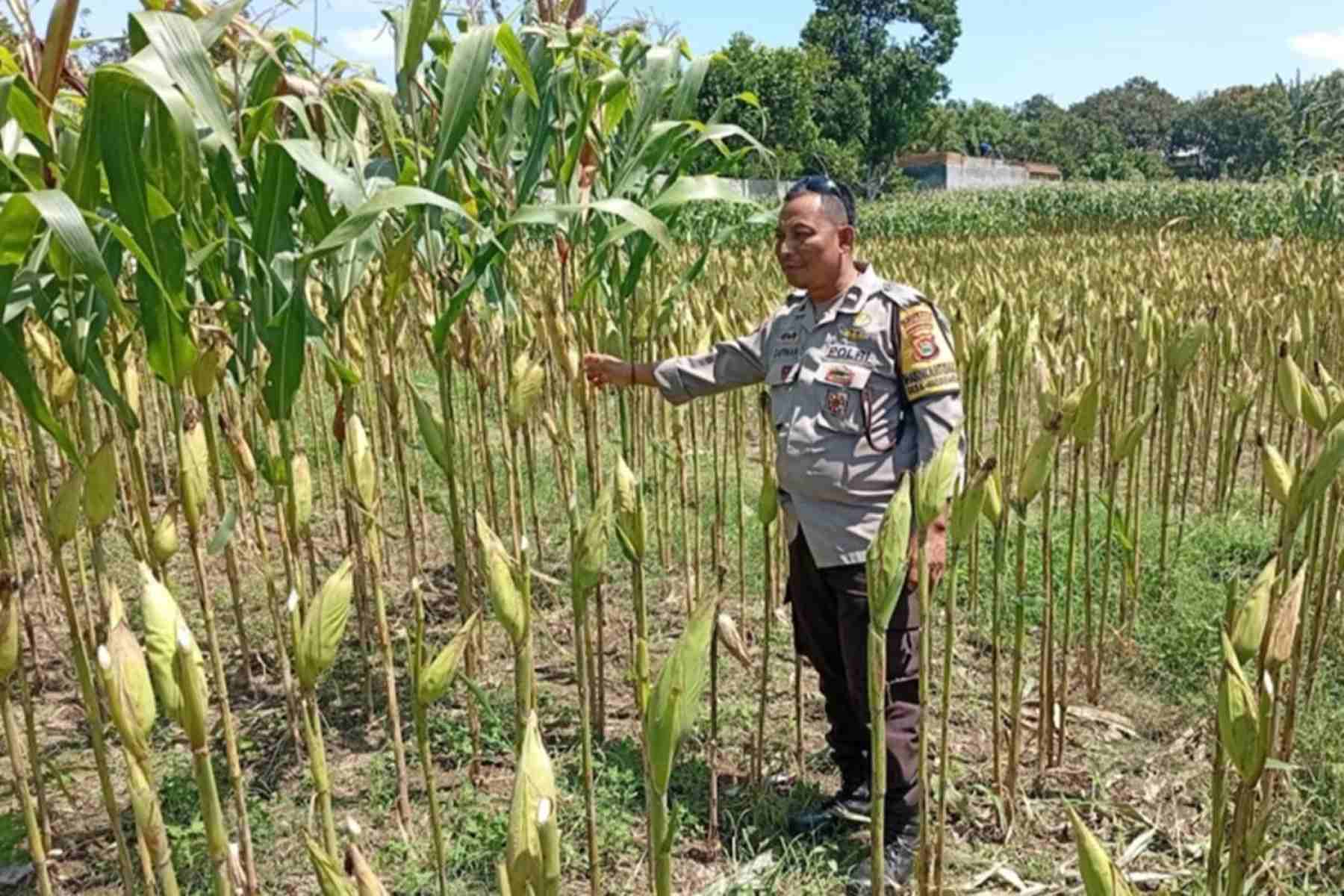 Strategi Polsek Labuapi Tingkatkan Produksi Jagung NTB