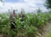 Polsek Gerung Dorong Ketahanan Pangan di Desa Beleka