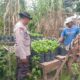 Polsek Batulayar Dampingi Pembibitan Sayur di Lahan Pekarangan Warga