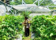 Inovasi Greenhouse Desa Bengkel: Solusi Pangan di Lahan Terbatas