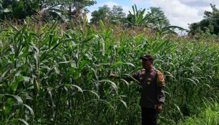 Bhabinkamtibmas Pantau Lahan Jagung Hibrida di Labuapi