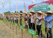 Panen Raya Jagung di Lombok Barat: NTB Perkuat Ketahanan Pangan 2026