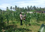 Polsek Sekotong Kawal Ketahanan Pangan di Desa Sekotong Barat