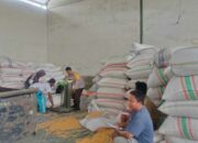 Polsek Gerung Pantau Stok Jagung di Desa Beleka Lombok Barat