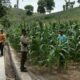 Bhabinkamtibmas Polsek Woja Pantau Lahan Jagung Warga Dukung Ketahanan Pangan Nasional