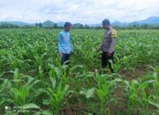 Polsek Pajo Laksanakan Pemantauan Lahan Jagung Warga Binaan Dukung Program Ketahanan Pangan Nasional