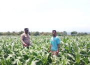 BHABINKAMTIBMAS DESA SORITATANGA PANTAU LAHAN JAGUNG WARGA DUKUNG KETAHANAN PANGAN NASIONAL