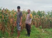 Bhabinkamtibmas Desa Mumbu Laksanakan Pengecekan Lahan Jagung Dukung Ketahanan Pangan
