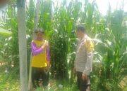 Polres Dompu Dukung Ketahanan Pangan Nasional, Bhabinkamtibmas Pantau Lahan Jagung Warga di Kecamatan Hu’u