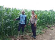 Dukung Kedaulatan Pangan, BKTM Desa Lamenta Pantau Langsung Perawatan Tanaman Jagung Warga