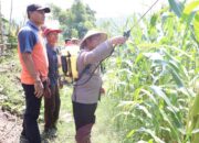 Dorong Produktivitas Jagung, Polres Sumbawa Barat Bersinergi Bersama Kelompok Tani Lakukan Penyemprotan Pupuk 