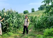 Polres Lombok Tengah Tinjau Petani Jagung di Desa Mertak, Dukung Ketahanan Pangan Nasional