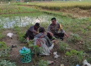 Polsek Labuapi Perkuat Ketahanan Pangan di Desa Kuranji Dalang