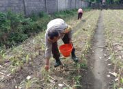 Bhabinkamtibmas Dampingi Petani Jagung di Bagik Polak Barat