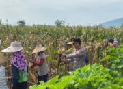 Dukung Ketahanan Pangan Nasional, Waka Polres Dompu Dampingi Panen Jagung Warga Desa Mumbu