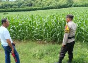 Perkuat Ketahanan Pangan, Bhabinkamtibmas Desa Tarusa Motivasi Petani Jagung Optimalkan Lahan