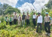Kapolsek Janapria Turun Langsung Cek Lahan Jagung, Dukung Ketahanan Pangan Program Asta Cita
