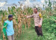 Dukung Ketahanan Pangan Nasional, Bhabinkamtibmas Desa Mumbu Pantau Lahan Jagung Warga