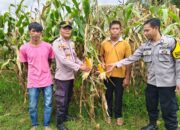 DUKUNG PROGRAM KETAHANAN PANGAN NASIONAL, POLSEK DOMPU PANTAU LAHAN JAGUNG WARGA DI DESA O’O