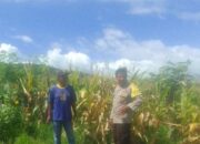 Humanis dan Preventif, Bhabinkamtibmas Desa Taropo Bangun Sinergi dengan Masyarakat