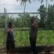 Polsek Labuapi Dorong Diversifikasi Pangan di Desa Kuranji