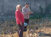 Kemandirian Pangan Jadi Prioritas, Bhabinkamtibmas Polres Lombok Barat Beri Edukasi Strategis di Tengah Lahan Jagung