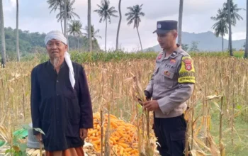 Polri Kawal Panen Jagung Desa Buwun Mas, Pastikan Petani Sejahtera dan Stok Pangan Aman