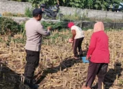 Sentuhan Humanis Polri di Sawah Desa Karang Bongkot, Pastikan Petani Tak Berjuang Sendirian!