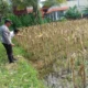 Bhabinkamtibmas Pantau Kesiapan Panen Jagung di Desa Kebon Ayu
