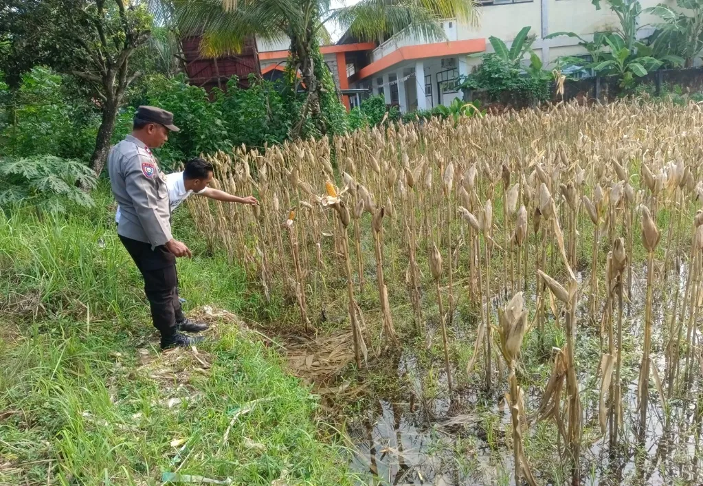 Bhabinkamtibmas Pantau Kesiapan Panen Jagung di Desa Kebon Ayu
