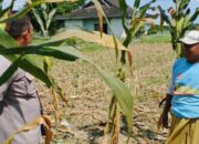 Strategi Cerdas Polisi di Lombok Barat Sulap Lahan Tidur Jadi Sumber Pangan Keluarga yang Produktif