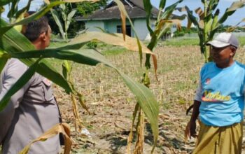 Strategi Cerdas Polisi di Lombok Barat Sulap Lahan Tidur Jadi Sumber Pangan Keluarga yang Produktif