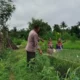 Polri Perkuat Sektor Agraris: Aksi Nyata Personel Polsek Labuapi Dampingi Petani di Tengah Sawah Dusun Jogot