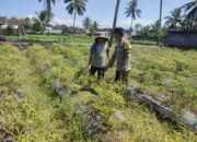 Bhabinkamtibmas Desa Paokmotong Monitoring Program Ketahanan Pangan