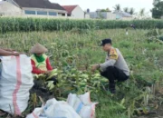 Bhabinkamtibmas Desa Labuapi Turun ke Sawah, Bantu Warga Panen Raya Jagung demi Ketahanan Pangan