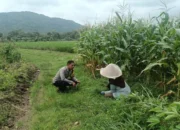 Bukan Sekadar Patroli, Bhabinkamtibmas Kini Jadi Motivator Petani Demi Ketahanan Pangan